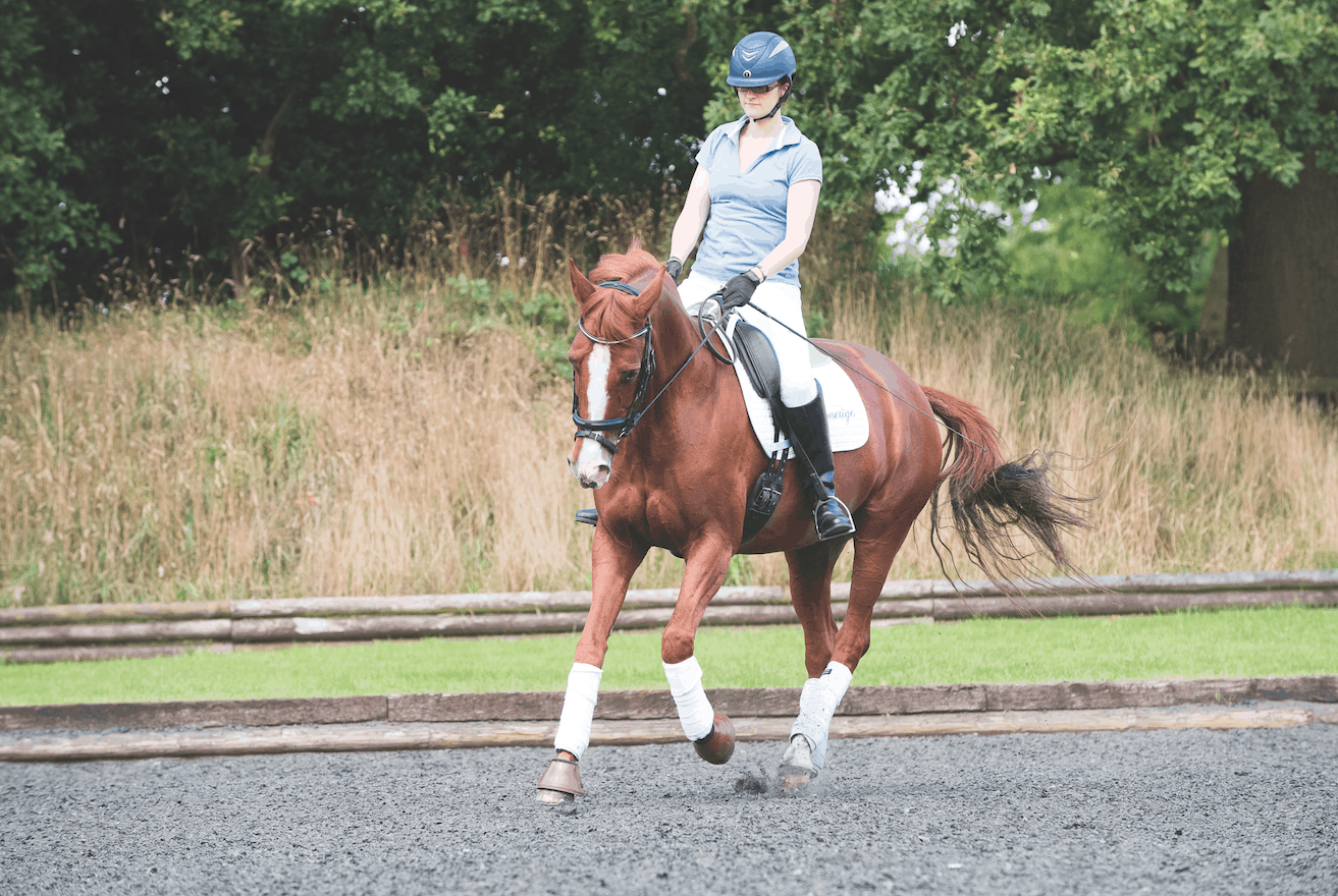 Retraining a Horse that Evades Contact - Strides for Success