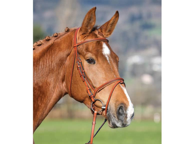 Vespucci Flash Bridle from Zebra Products
