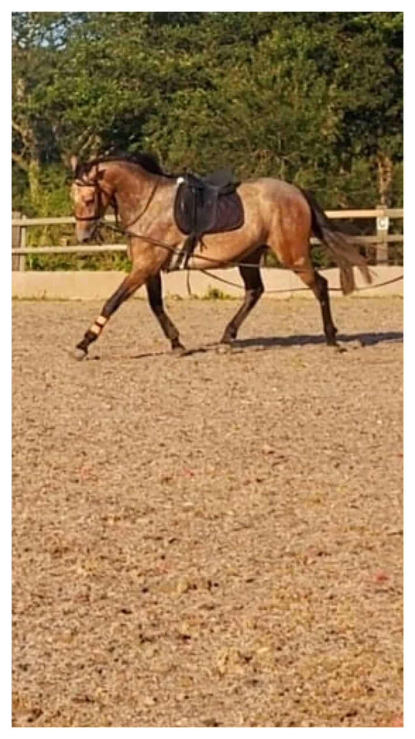 3 year old irish sports horse        <h3 class=